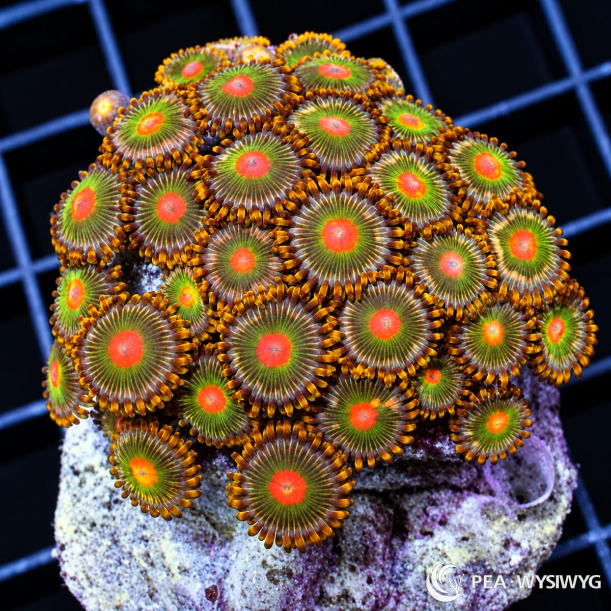 Orange Dot Zoanthids Zoanthus sp. WYSIWYG colony with vivid orange-red centers, olive-green faces, and golden-orange skirts
