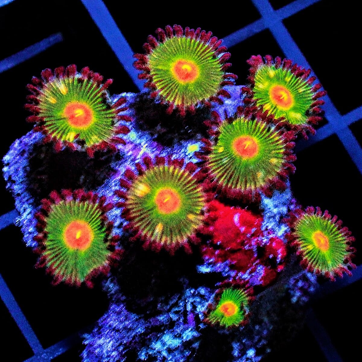 Orange Dot Zoanthids Zoanthus sp. WYSIWYG soft coral with orange centers