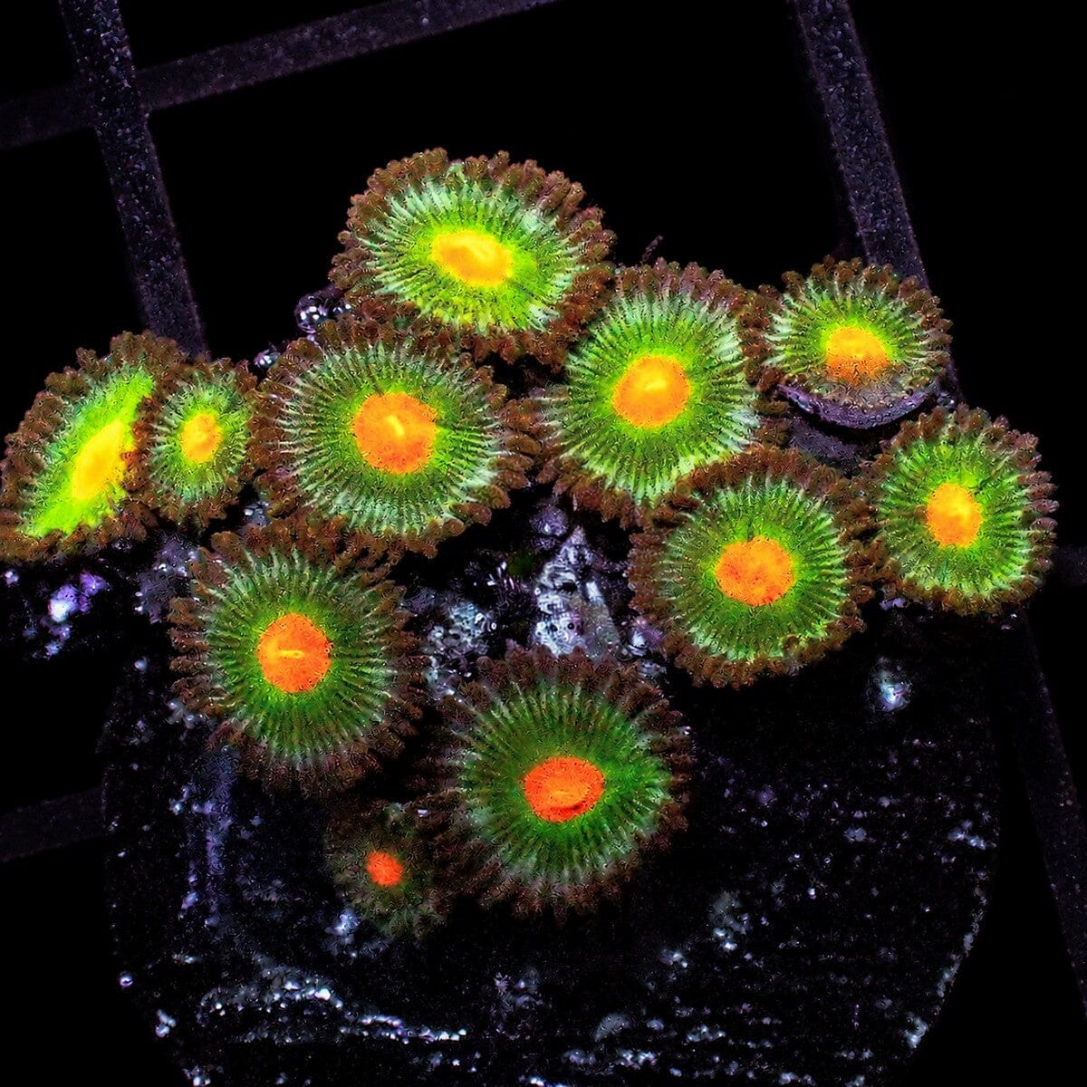 Dot Zoanthids Zoanthus sp. WYSIWYG soft coral frag with orange centers