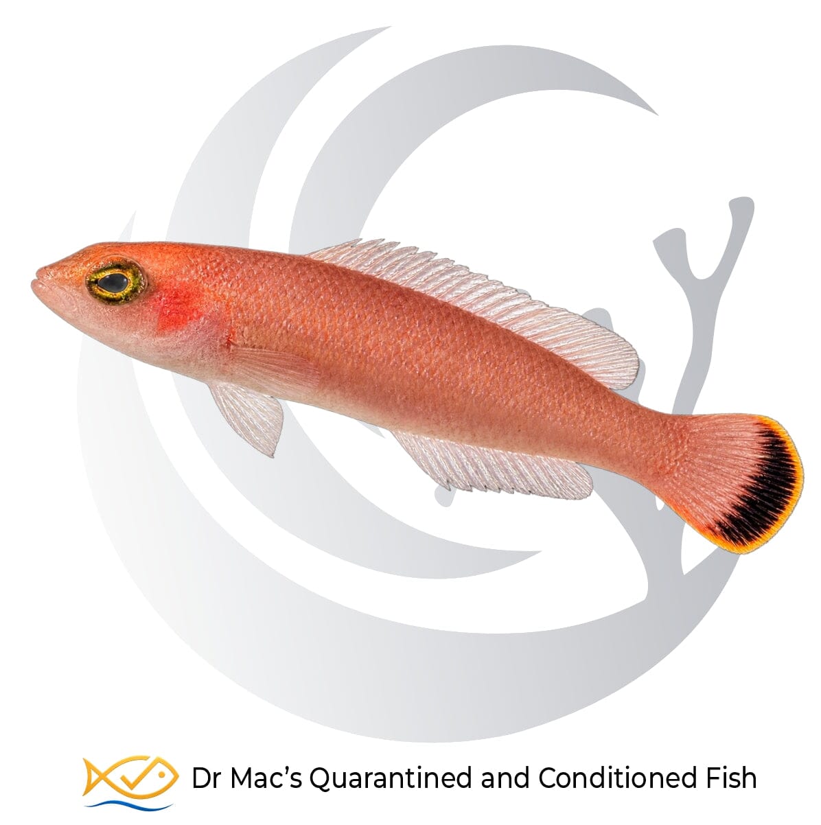 Orange Finescale Dottyback Lubbockichthys multisquamatus with reddish orange body, pale underside and black-and-orange tail marking