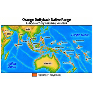 Native range map of Orange Dottyback (Lubbockichthys multisquamatus), highlighting its Indo-Pacific distribution from the eastern Indian Ocean through Southeast Asia and northern Australia to Micronesia and the central Pacific.