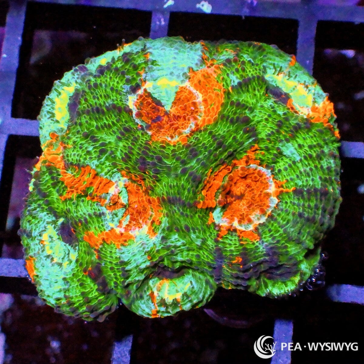 Orange Explosion Acan Echinata Acanthastrea echinata WYSIWYG LPS coral frag with green orange and purple coloration