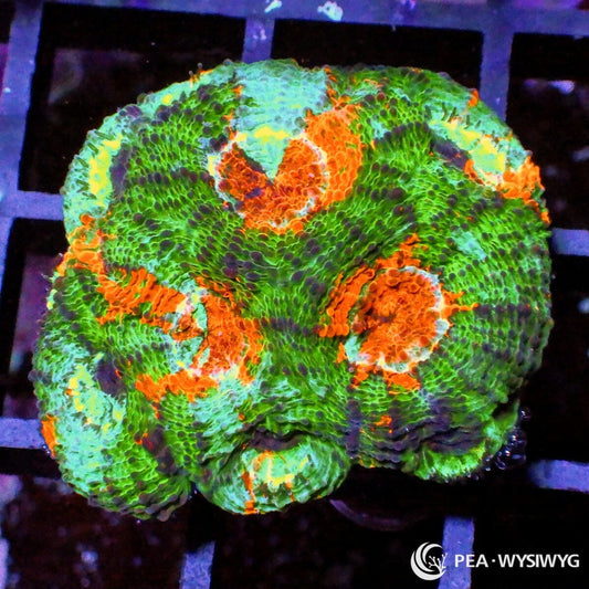 Orange Explosion Acan Echinata Acanthastrea echinata WYSIWYG LPS coral frag with green orange and purple coloration