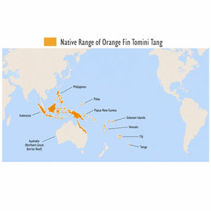 Orange Fin Tomini Tang (Ctenochaetus tominiensis)