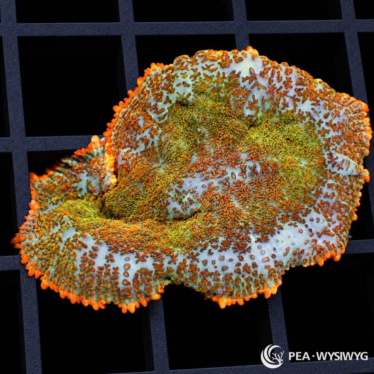 Orange Fringed Rhodactis Mushroom Rhodactis sp. with pale blue-green tissue, orange-bronze pseudotentacles, and vivid orange fringed margins