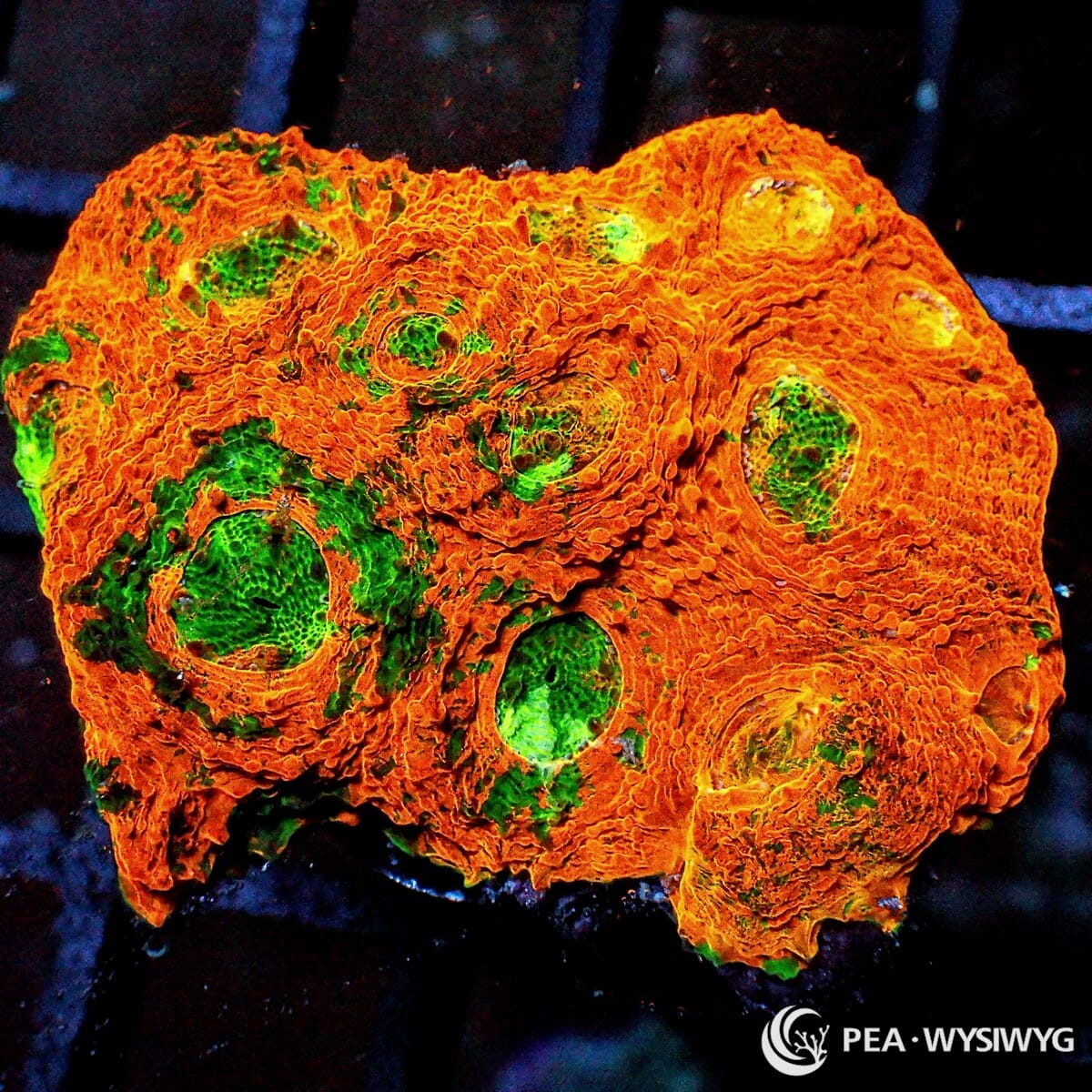 Orange Galaxy Chalice Echinophyllia species WYSIWYG premium LPS coral frag