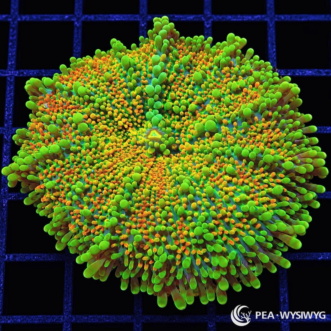 Orange Green Ricordea Yuma Ricordea yuma WYSIWYG coral with fluorescent green tissue and vivid orange-tipped vesicles