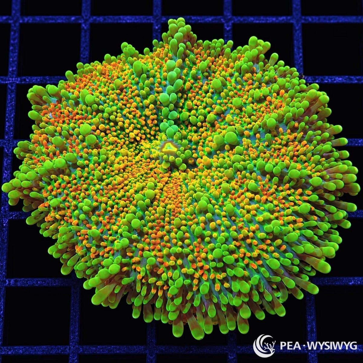 Orange Green Ricordea Yuma Ricordea yuma WYSIWYG coral with fluorescent green tissue and vivid orange-tipped vesicles