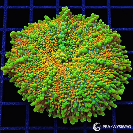 Orange Green Ricordea Yuma Ricordea yuma WYSIWYG coral with fluorescent green tissue and vivid orange-tipped vesicles