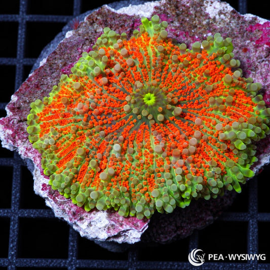 Orange Green Ricordea Yuma Ricordea yuma WYSIWYG coral frag with vivid orange vesicles, green tissue, and pale green outer highlights