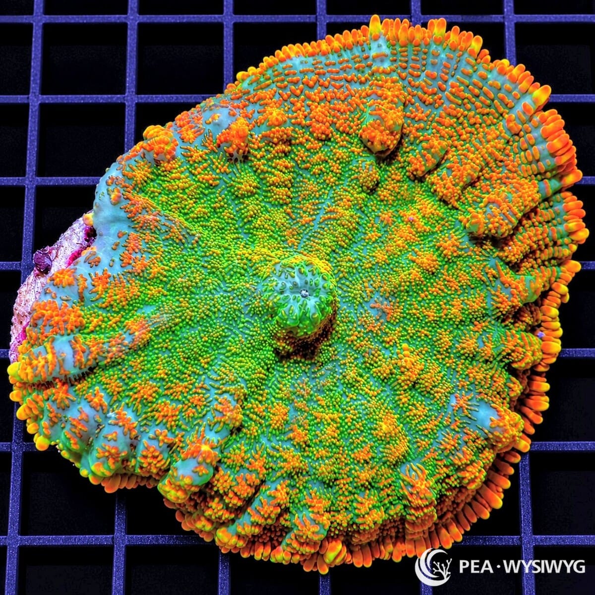 Orange Krinkles Rhodactis Mushroom Rhodactis sp. WYSIWYG coral with turquoise-green tissue and vivid orange raised vesicles