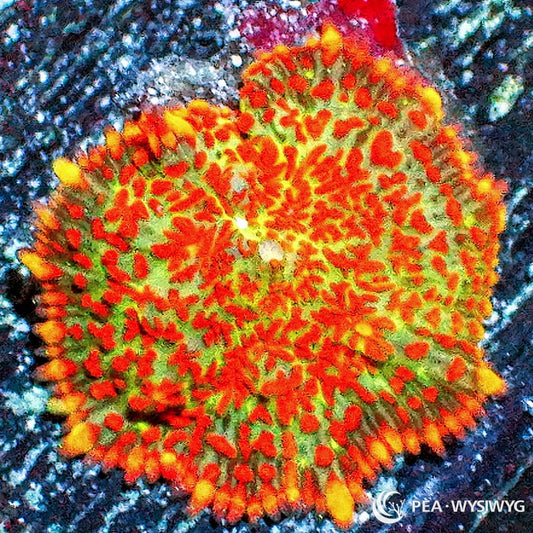 Orange Krinkles Rhodactis Mushroom aquacultured mushroom coral with bright orange coloration and textured surface