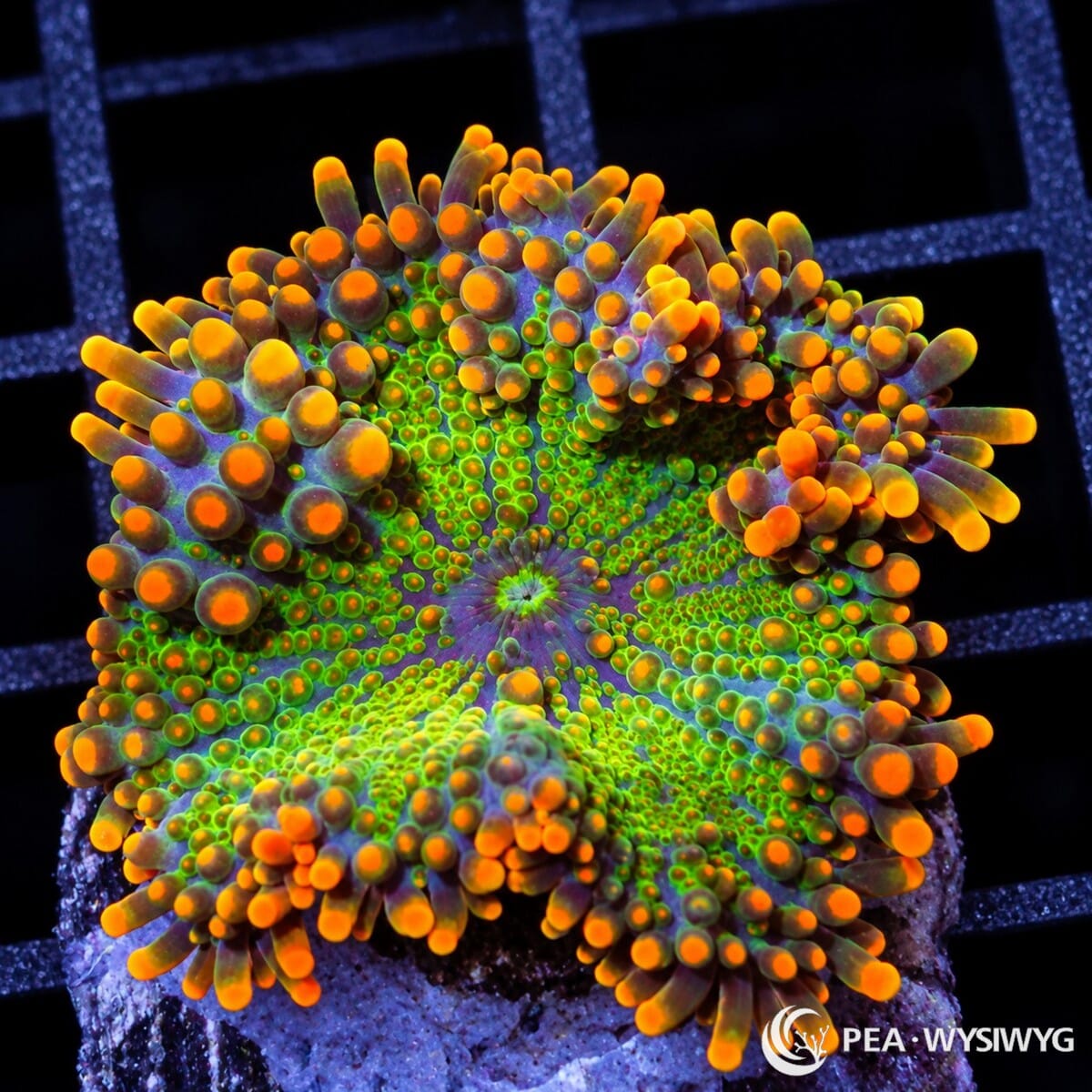 Orange Lime Ricordea Yuma Ricordea yuma WYSIWYG coral frag with lime-green tissue, bright orange vesicles, and blue-purple highlights