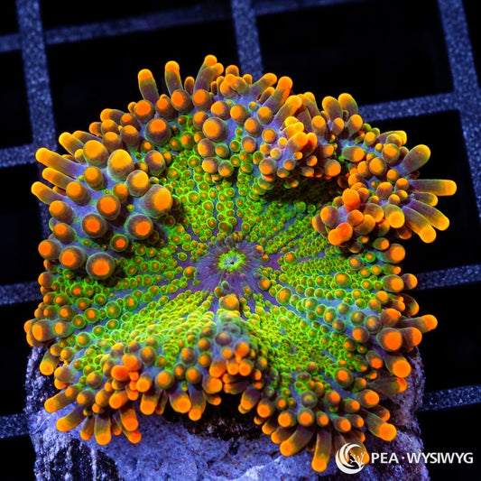 Orange Lime Ricordea Yuma Ricordea yuma WYSIWYG coral frag with lime-green tissue, bright orange vesicles, and blue-purple highlights