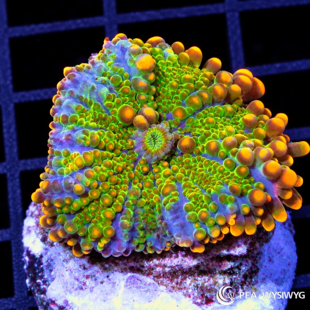 Orange Lime Ricordea Yuma Ricordea yuma WYSIWYG coral frag with lime-green tissue, bright orange vesicles, and blue-purple highlights