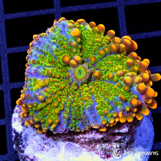 Orange Lime Ricordea Yuma Ricordea yuma WYSIWYG coral frag with lime-green tissue, bright orange vesicles, and blue-purple highlights