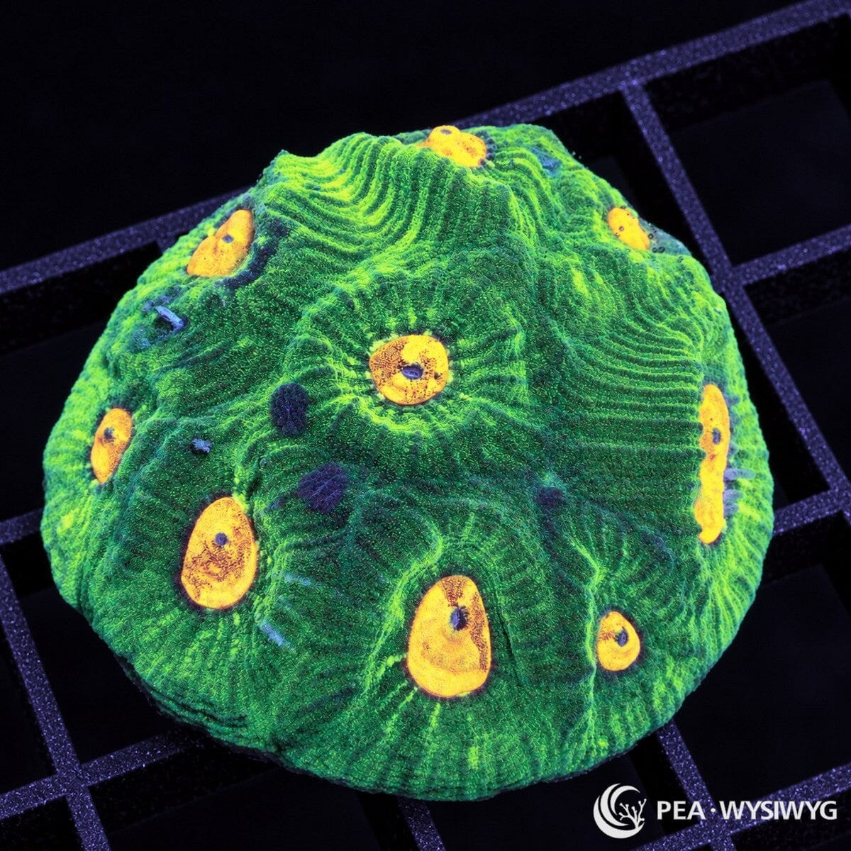 Orange Moon Favia Favia sp. with fluorescent green tissue, textured radiating ridges, and vivid orange-yellow corallite centers