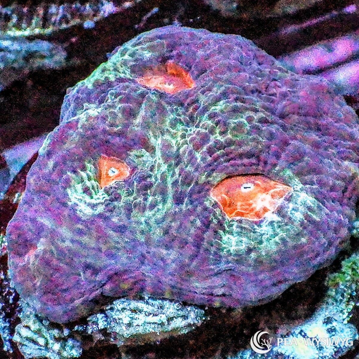 Orange Moon Favia Coral Favia sp. WYSIWYG LPS coral with purple blue base and orange eyes