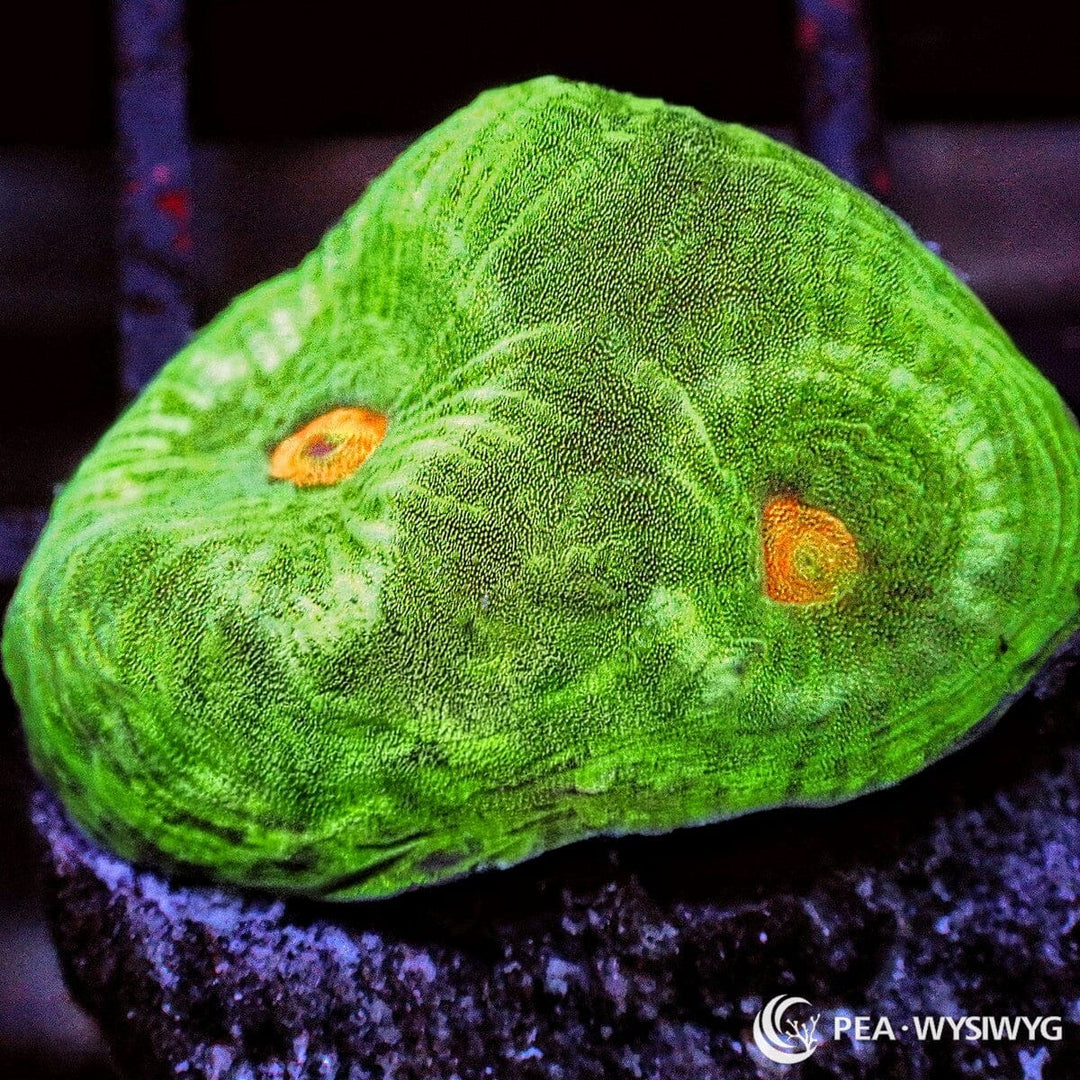 Orange Moon Favia LPS coral with green body and orange centers, WYSIWYG under $25 reef coral frag