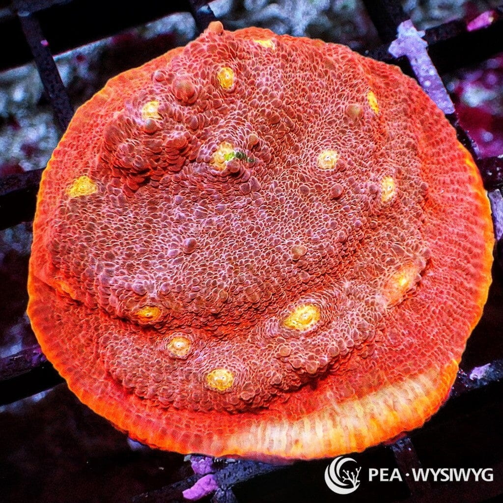 Orange-Orange Chalice WYSIWYG aquacultured coral from Pacific East Aquaculture