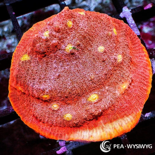 Orange-Orange Chalice WYSIWYG aquacultured coral from Pacific East Aquaculture