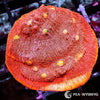 Orange-Orange Chalice WYSIWYG aquacultured coral from Pacific East Aquaculture