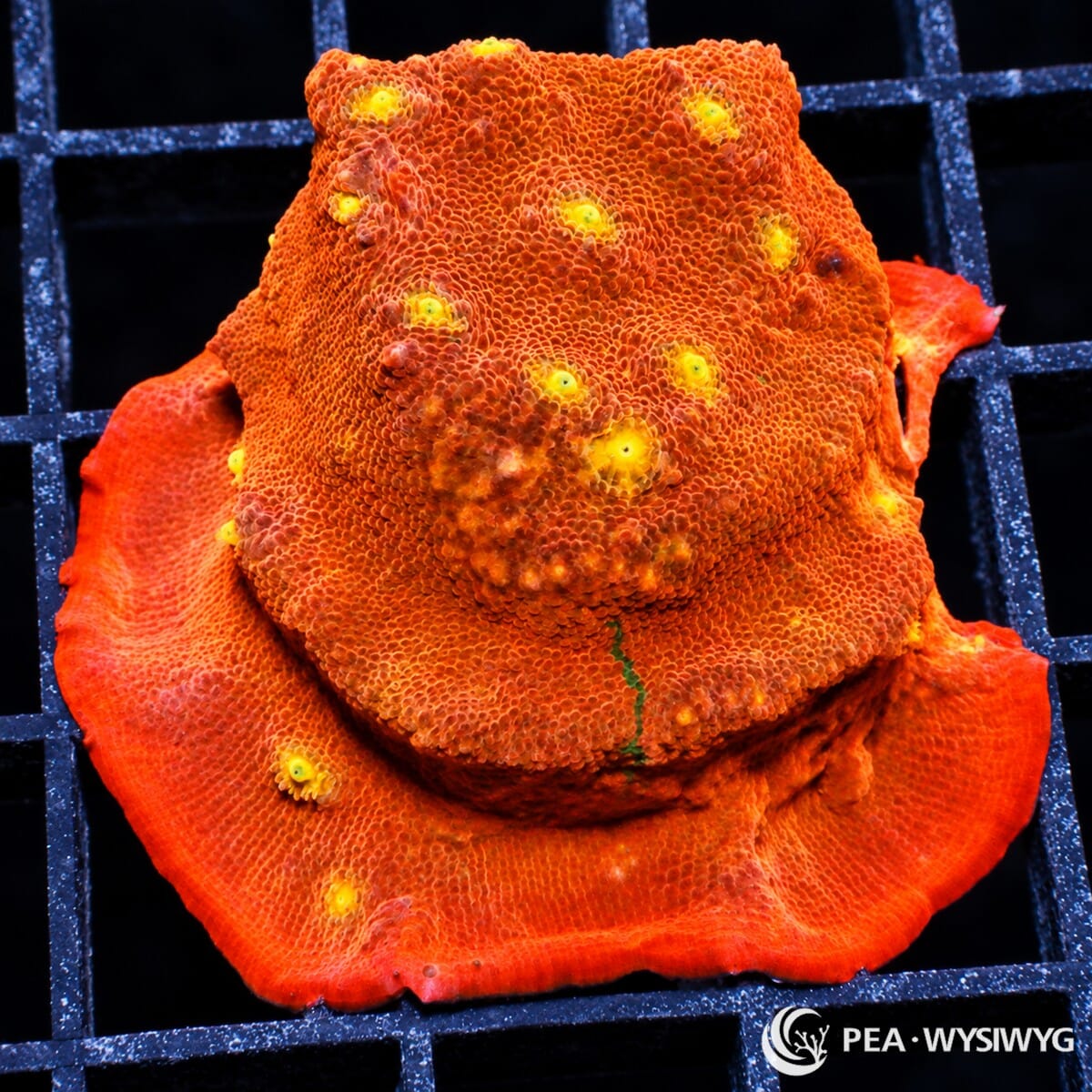 Orange Orange Chalice Echinophyllia sp. with intense fluorescent orange tissue, textured plating growth, and bright yellow-orange corallite centers