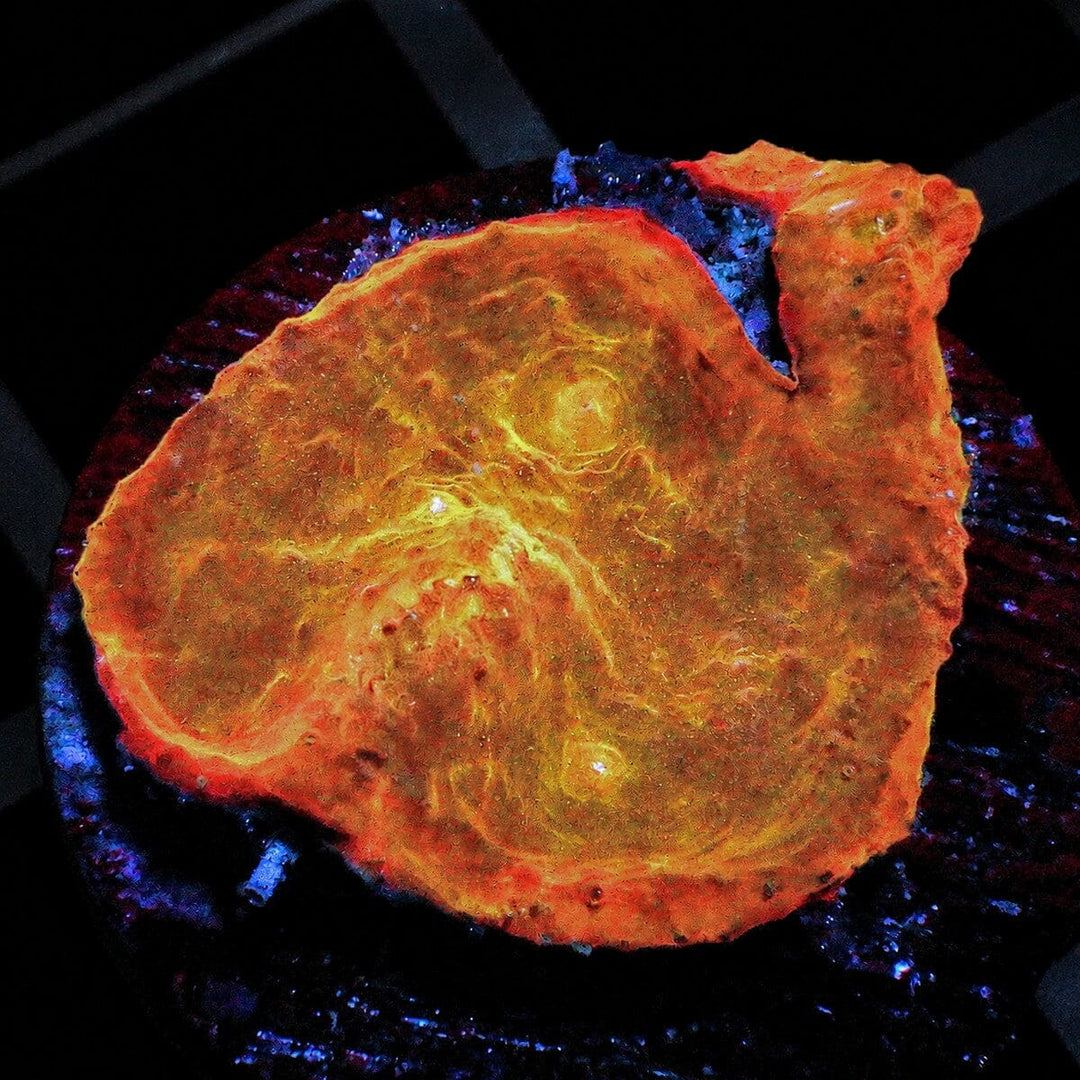 Orange Chalice Coral Echinophyllia sp. WYSIWYG LPS coral frag with orange color
