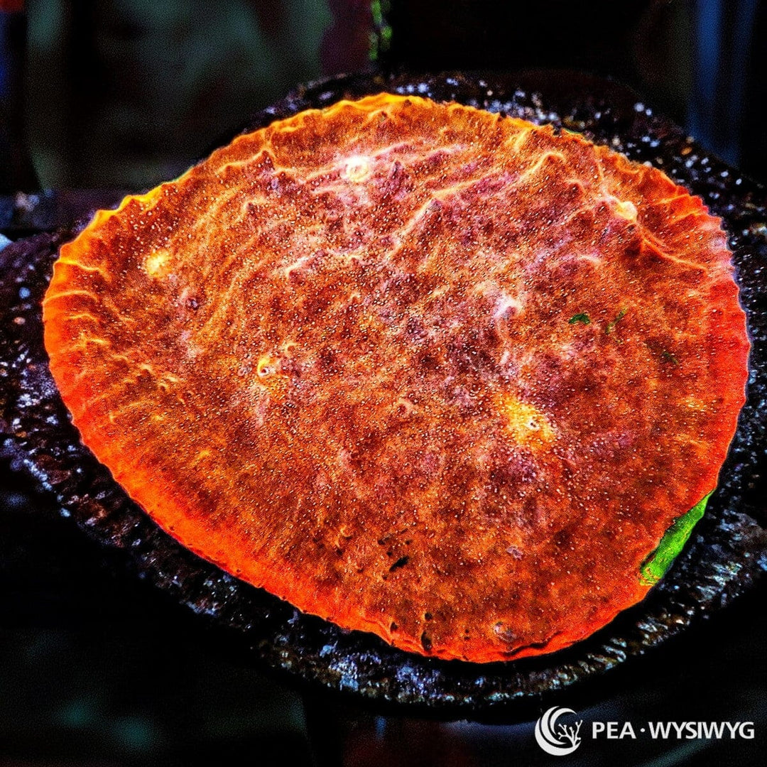 Orange-Orange Chalice LPS coral with bright orange encrusting growth, WYSIWYG under $25 coral frag