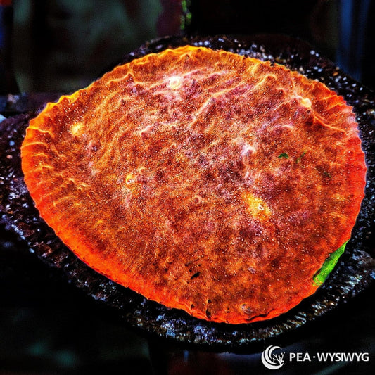 Orange-Orange Chalice LPS coral with bright orange encrusting growth, WYSIWYG under $25 coral frag