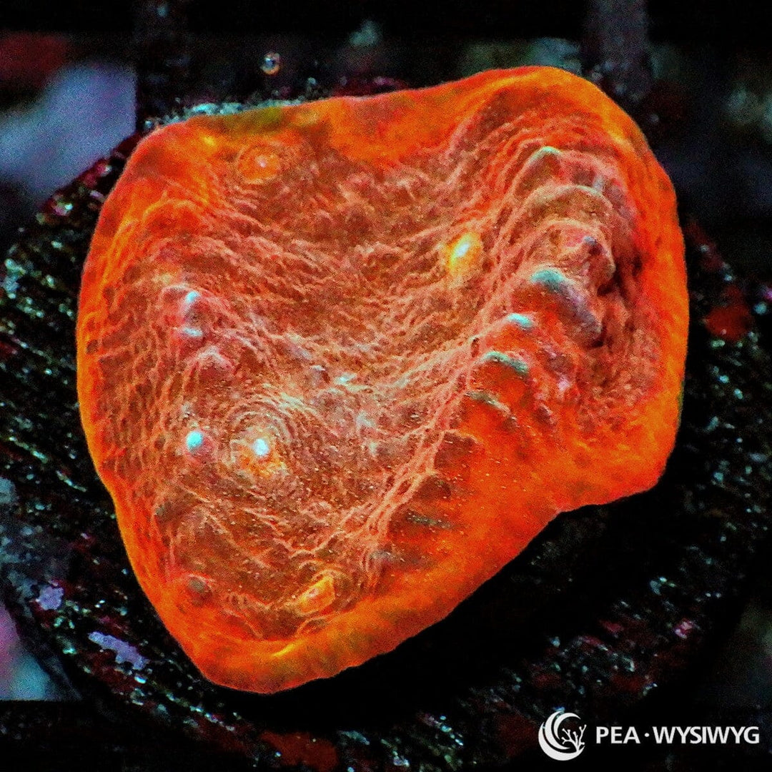 Orange Orange Chalice coral with glowing orange coloration and subtle blue highlights, WYSIWYG under $25 LPS coral frag