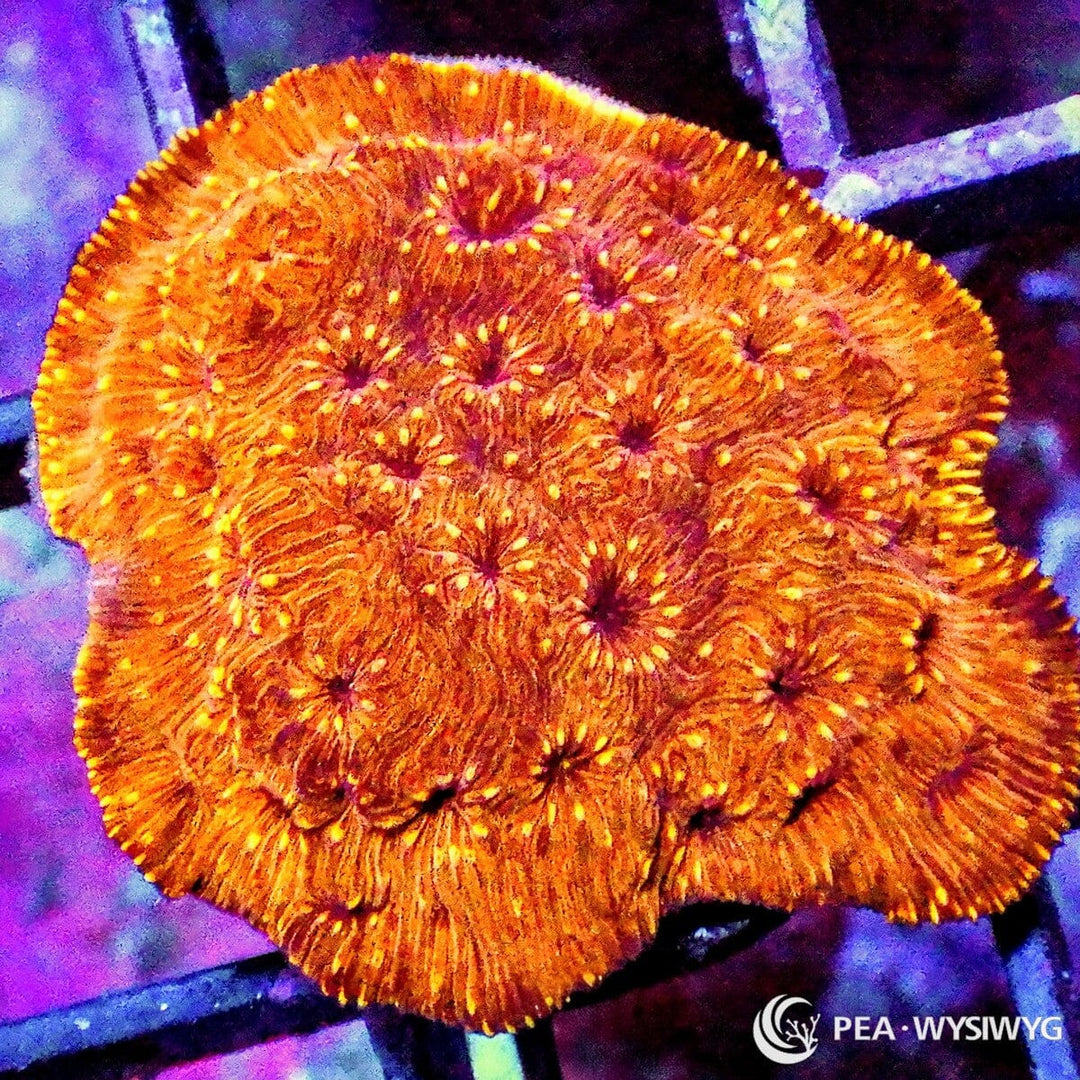 Orange Pavona maldivensis coral WYSIWYG frag with bright orange plating growth and textured ridges