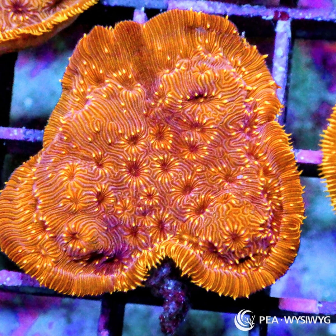 Orange Pavona maldivensis coral with bright orange ridges and green highlights, WYSIWYG under $25 SPS coral frag