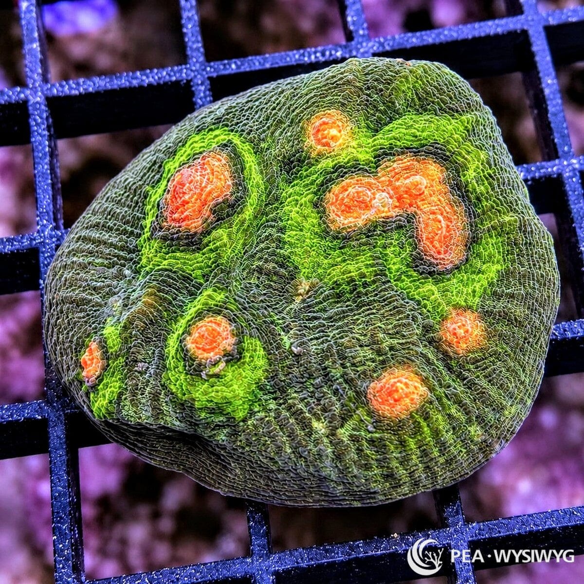 Orange Raja Mycedium Chalice Mycedium sp. WYSIWYG LPS coral frag with dark green tissue, neon green highlights, and vivid orange eyes