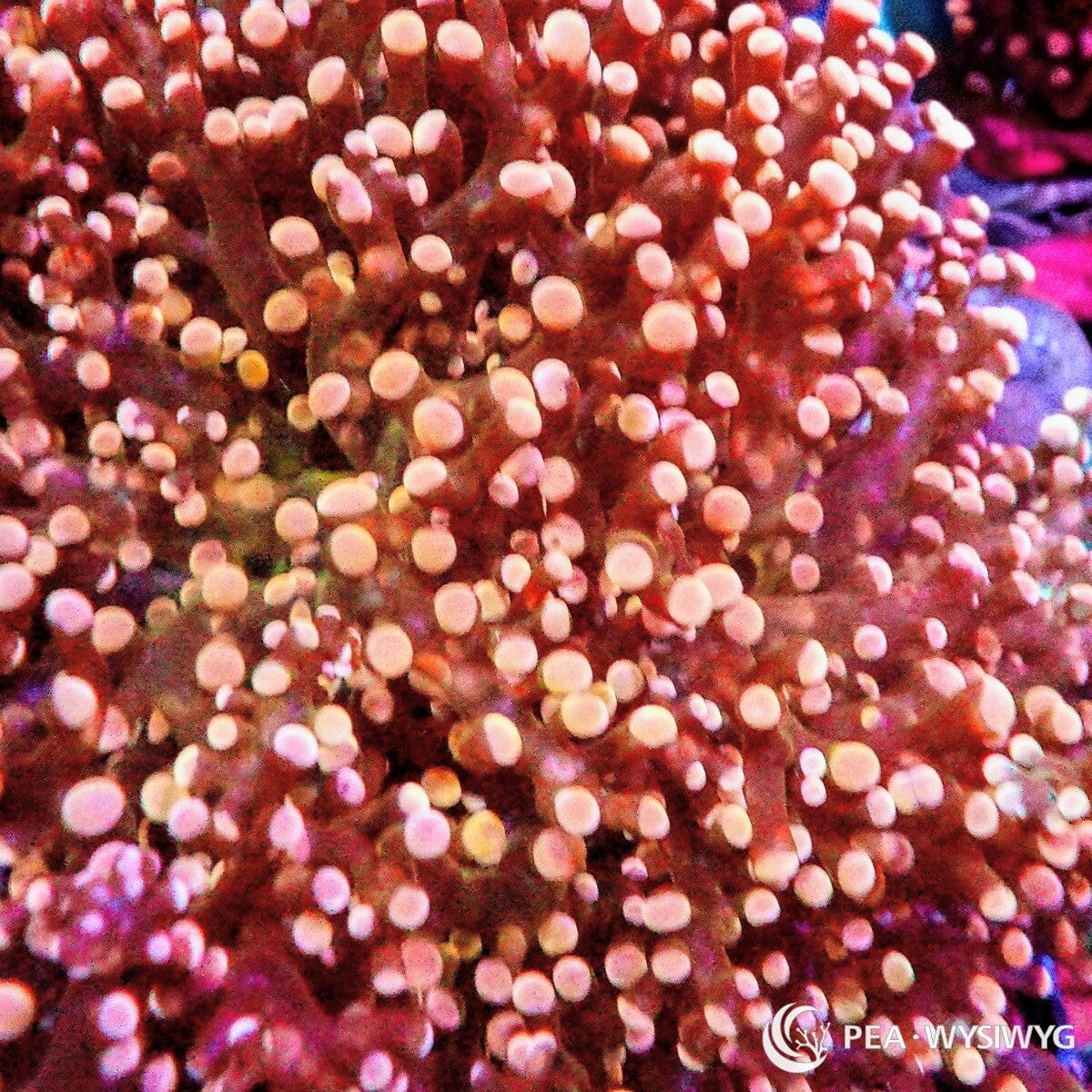 WYSIWYG Orange Red Branching Frogspawn Euphyllia coral with pale pink rounded tips