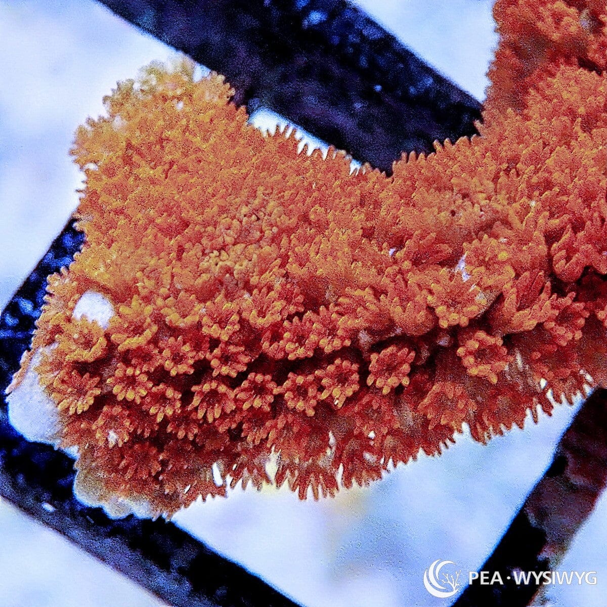 Orange Red Branching Montipora Montipora digitata WYSIWYG coral frag with vivid orange-red branching growth and dense polyp coverage