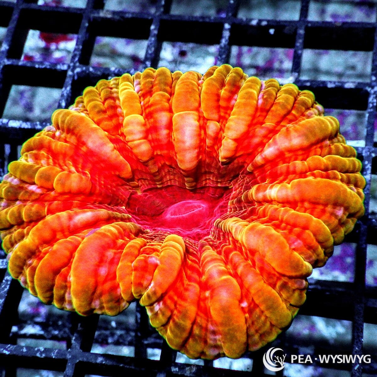Orange Red Cynarina Coral Cynarina lacrymalis WYSIWYG LPS meat coral with orange red fleshy ridges and bright center