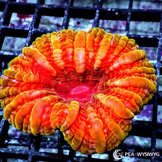 Orange Red Cynarina Coral Cynarina lacrymalis WYSIWYG LPS meat coral with orange red fleshy ridges and bright center