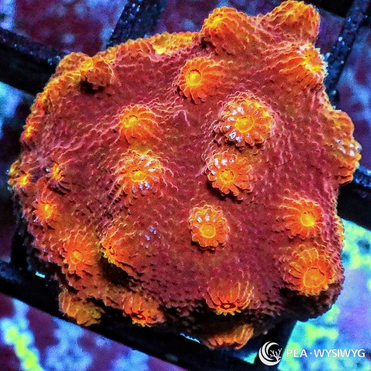 Orange red Cyphastrea coral WYSIWYG frag with warm orange-red tissue and bright yellow polyps under reef lighting