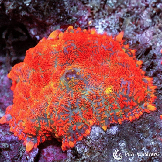 Orange Rhodactis Mushroom Rhodactis sp. WYSIWYG coral with vivid orange-red textured vesicles over a blue-green to gray-green base