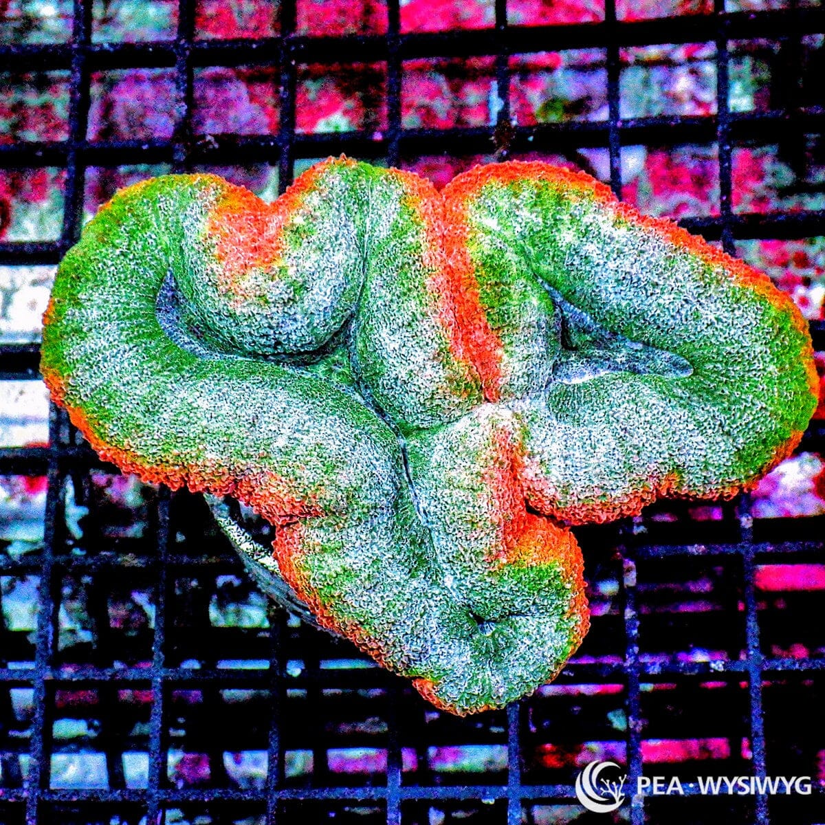 Orange Rim Lobophyllia Lobophyllia hemprichii WYSIWYG coral colony with green blue tissue, pale highlights, and vivid orange rim