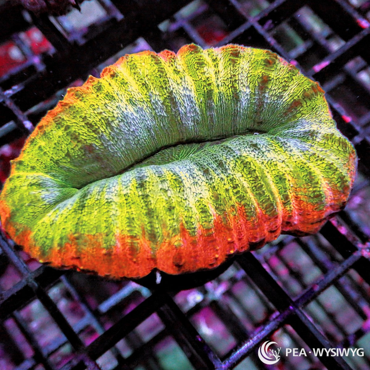 Orange Rim Lobophyllia Lobophyllia hemprichii WYSIWYG LPS coral frag with green yellow tissue and vivid orange outer rim