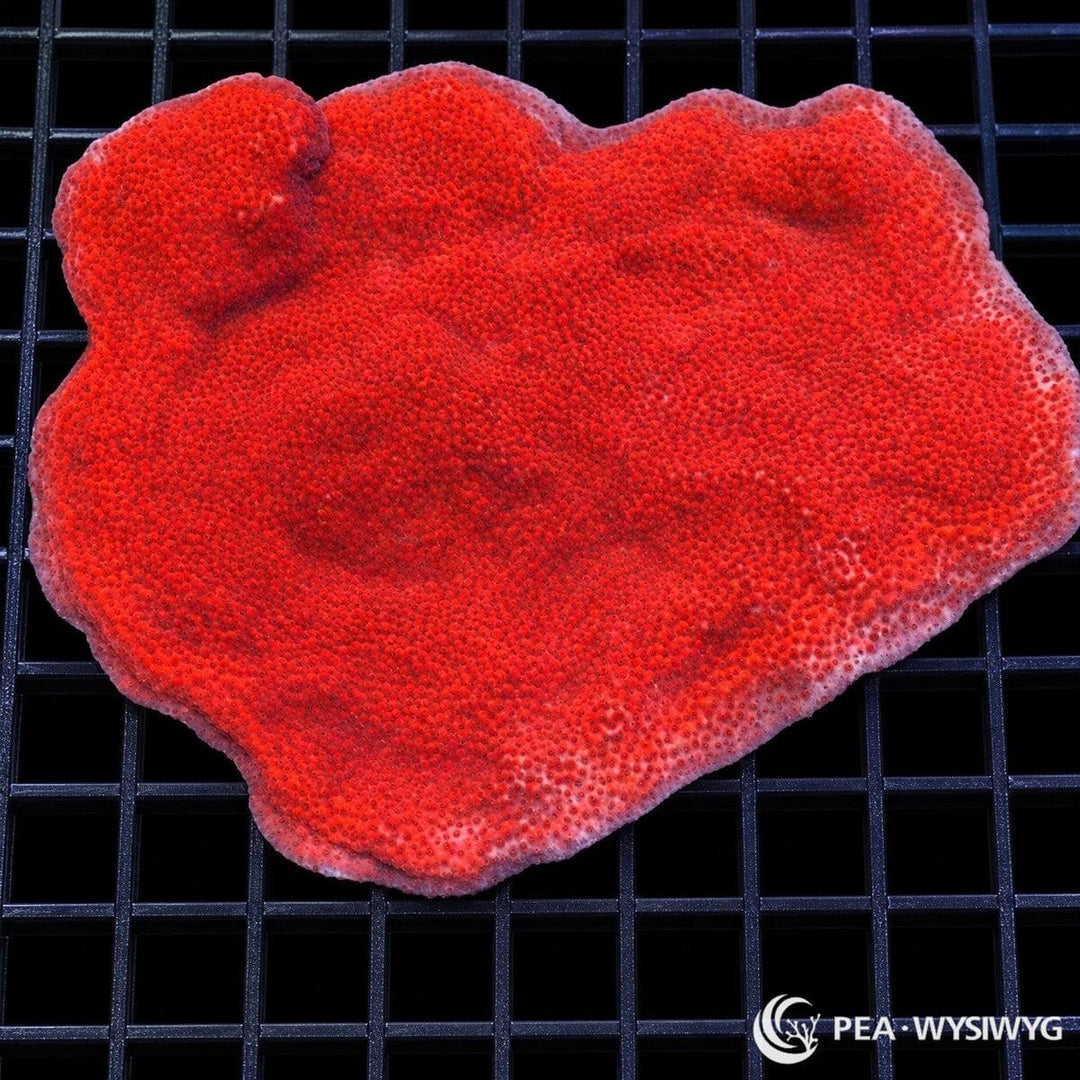 Orange Sherbet Encrusting Montipora Montipora sp. coral colony with vivid orange-red encrusting growth and lighter pink margins