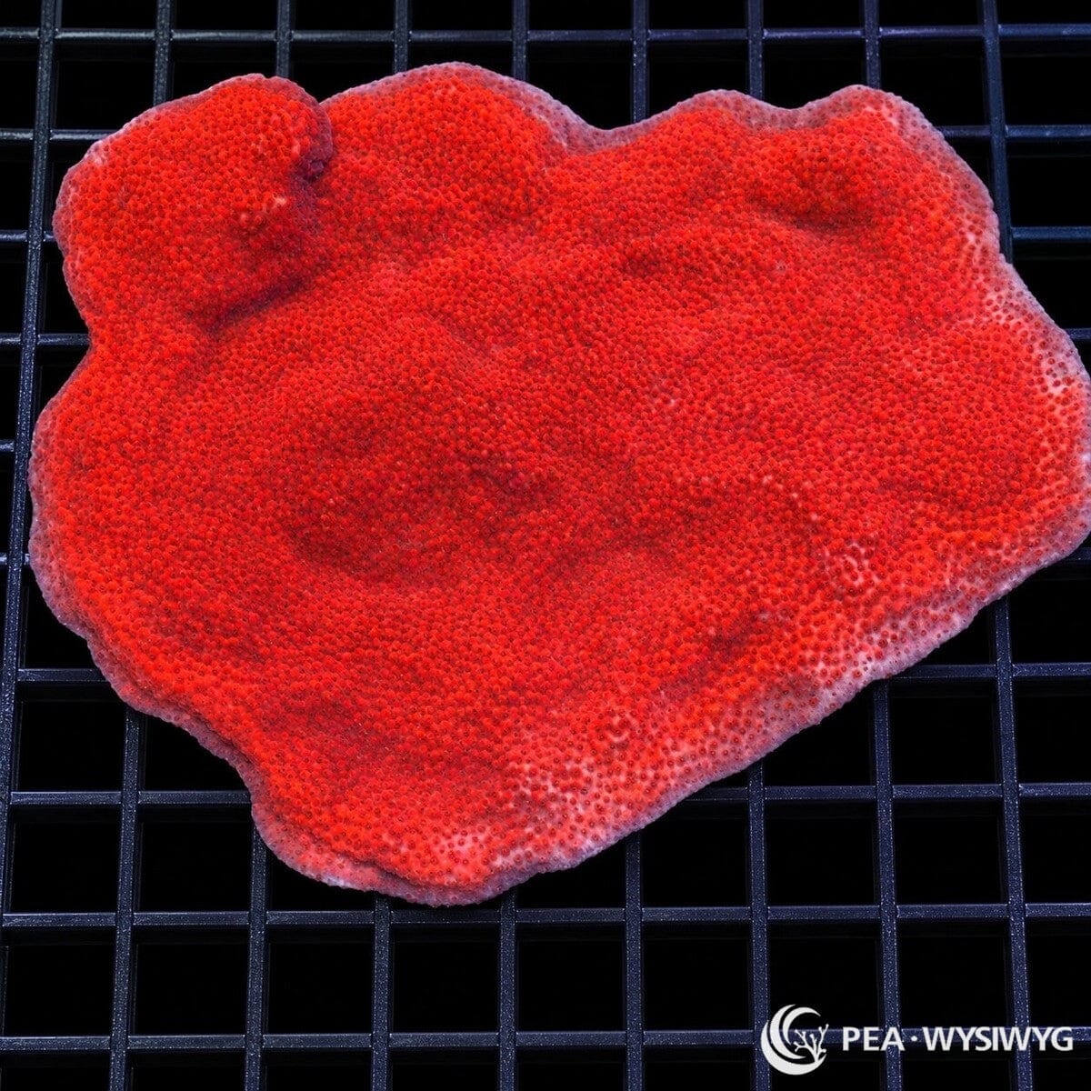 Orange Sherbet Encrusting Montipora Montipora sp. coral colony with vivid orange-red encrusting growth and lighter pink margins