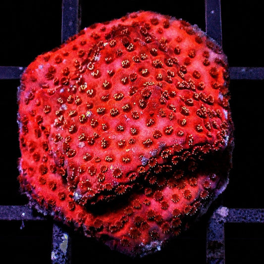 Orange Sherbet Encrusting Montipora Montipora sp. WYSIWYG SPS coral frag