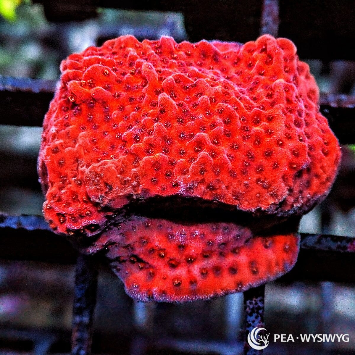 Orange Sherbet Encrusting Montipora SPS coral with orange surface and textured growth, WYSIWYG under $25 frag