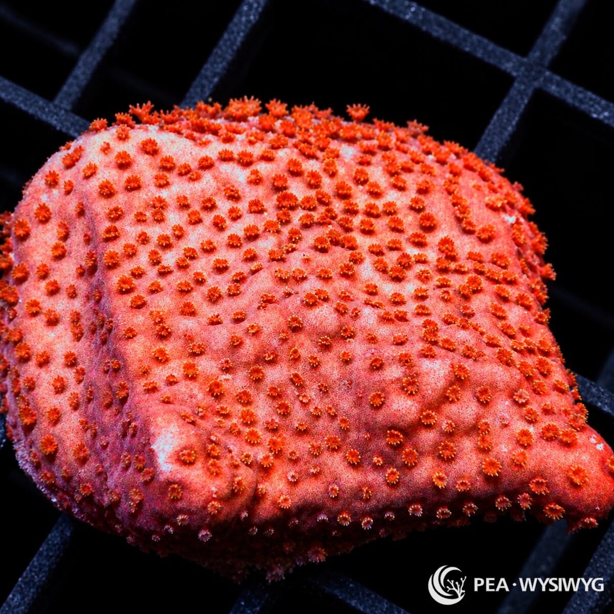 Orange Sherbet Encrusting Montipora Montipora sp. coral with vivid orange-red tissue and dense bright orange polyps