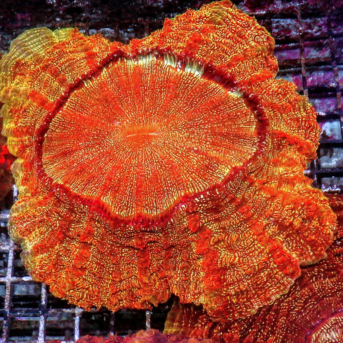 Orange Sparkler Acanthophyllia Acanthophyllia deshayesiana WYSIWYG LPS coral