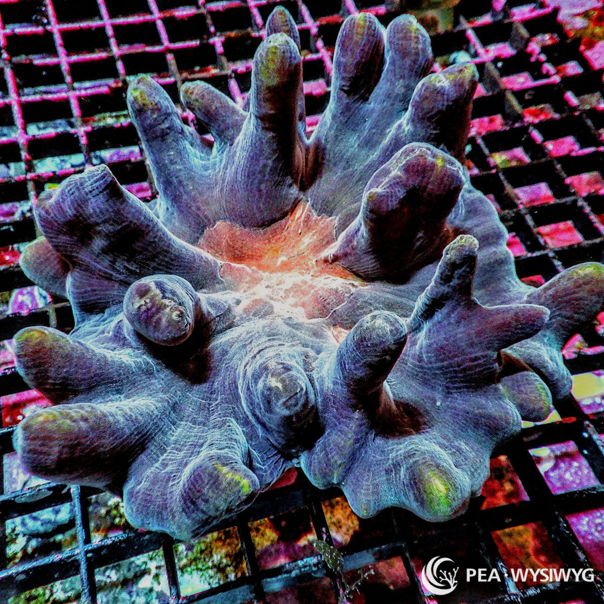 Orange Spiked Pectinia Coral Pectinia lactuca WYSIWYG LPS coral with blue gray ridges and orange center highlights