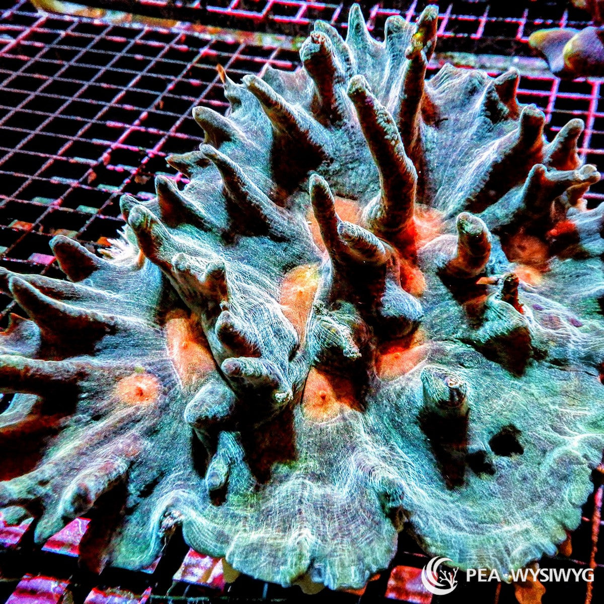 Orange Spiked Pectinia sp. WYSIWYG LPS coral colony with blue green tissue, orange eyes, and dramatic spiked skeletal ridges